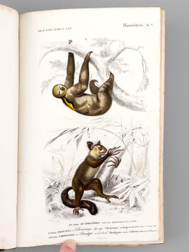 Dictionnaire Universel d'Histoire Naturelle (13 Tomes et 3 Volumes d'Atlas : 16 Tomes - Complet) . D'ORBIGNY, Charles ; (ARAGO ; BECQUEREL ; ...