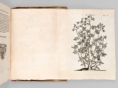 Medicina aegyptiorum. Accessit huic editioni ejusdem Auctoris Liber de Balsamo, et Rhapontico, ut et Jacobi Bontii Medicina Indorum
