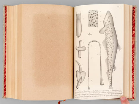 Actes de l'Académie Impériale des Sciences, Belles-Lettres et Arts de Bordeaux. 3e Série - 30e Année - 1868 [ Contient notamment : ] Kosciuszko ou la ...