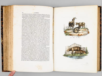 Oeuvres complètes de Buffon. Tome 2 : L'Hommes - Les Quadrupèdes