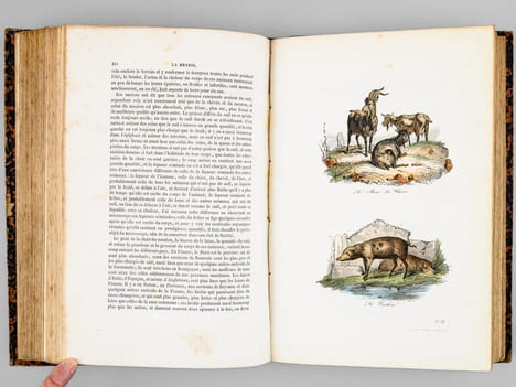 Oeuvres complètes de Buffon. Tome 2 : L'Hommes - Les Quadrupèdes . BUFFON ; FLOURENS ; [ ADAM, Victor ; etc. ] 