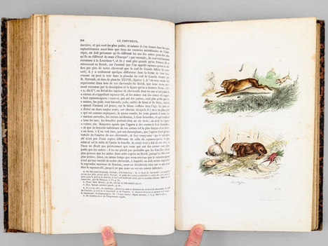 Oeuvres complètes de Buffon. Tome 2 : L'Hommes - Les Quadrupèdes . BUFFON ; FLOURENS ; [ ADAM, Victor ; etc. ] 