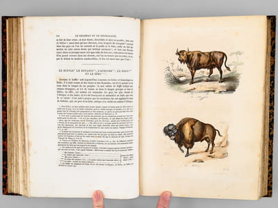 Oeuvres complètes de Buffon. Tome 3 : Les Quadrupèdes