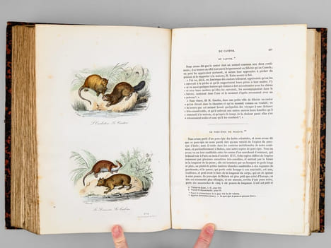 Oeuvres complètes de Buffon. Tome 4 : Les Singes - Additions aux quadrupèdes. BUFFON ; FLOURENS ; [ ADAM, Victor ; etc. ] 