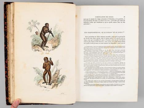 Oeuvres complètes de Buffon. Tome 4 : Les Singes - Additions aux quadrupèdes. BUFFON ; FLOURENS ; [ ADAM, Victor ; etc. ] 