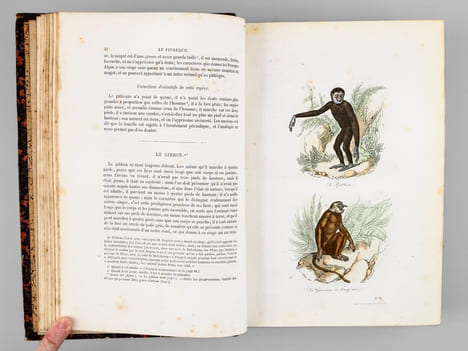 Oeuvres complètes de Buffon. Tome 4 : Les Singes - Additions aux quadrupèdes. BUFFON ; FLOURENS ; [ ADAM, Victor ; etc. ] 