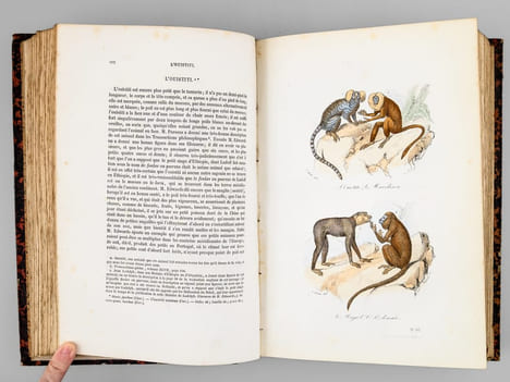 Oeuvres complètes de Buffon. Tome 4 : Les Singes - Additions aux quadrupèdes. BUFFON ; FLOURENS ; [ ADAM, Victor ; etc. ] 