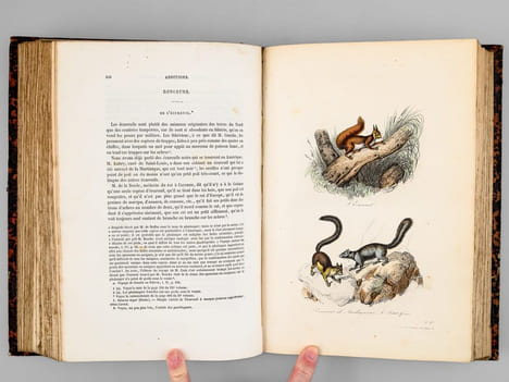 Oeuvres complètes de Buffon. Tome 4 : Les Singes - Additions aux quadrupèdes. BUFFON ; FLOURENS ; [ ADAM, Victor ; etc. ] 
