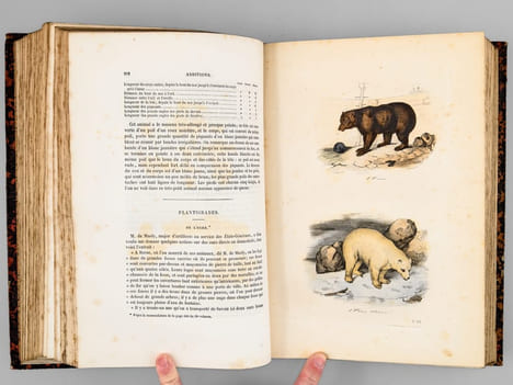 Oeuvres complètes de Buffon. Tome 4 : Les Singes - Additions aux quadrupèdes. BUFFON ; FLOURENS ; [ ADAM, Victor ; etc. ] 