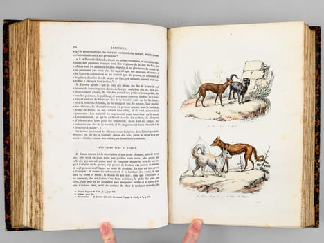Oeuvres complètes de Buffon. Tome 4 : Les Singes - Additions aux quadrupèdes. BUFFON ; FLOURENS ; [ ADAM, Victor ; etc. ] 