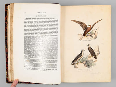 Oeuvres complètes de Buffon. Tome 5 : Les oiseaux