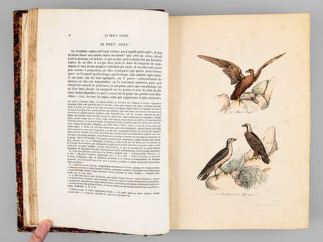 Oeuvres complètes de Buffon. Tome 5 : Les oiseaux. BUFFON ; FLOURENS ; [ ADAM, Victor ; etc. ] 