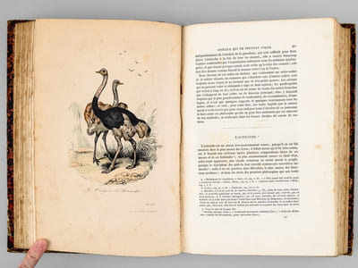 Oeuvres complètes de Buffon. Tome 5 : Les oiseaux