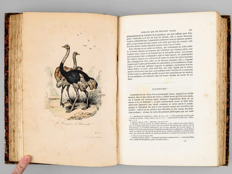 Oeuvres complètes de Buffon. Tome 5 : Les oiseaux. BUFFON ; FLOURENS ; [ ADAM, Victor ; etc. ] 