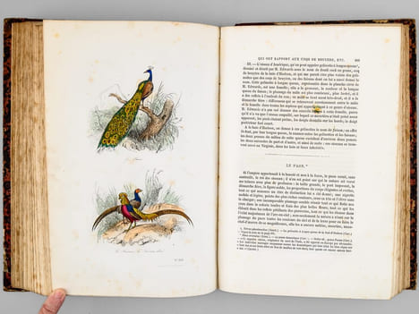 Oeuvres complètes de Buffon. Tome 5 : Les oiseaux. BUFFON ; FLOURENS ; [ ADAM, Victor ; etc. ] 