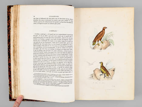Oeuvres complètes de Buffon. Tome 5 : Les oiseaux. BUFFON ; FLOURENS ; [ ADAM, Victor ; etc. ] 