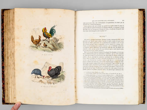 Oeuvres complètes de Buffon. Tome 5 : Les oiseaux. BUFFON ; FLOURENS ; [ ADAM, Victor ; etc. ] 