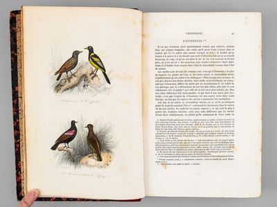 Oeuvres complètes de Buffon. Tome 6 : Les oiseaux