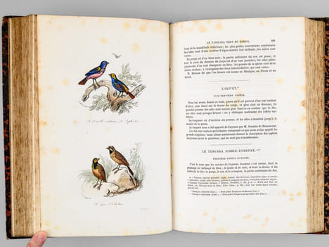 Oeuvres complètes de Buffon. Tome 6 : Les oiseaux. BUFFON ; FLOURENS ; [ ADAM, Victor ; etc. ] 