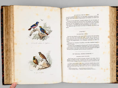 Oeuvres complètes de Buffon. Tome 6 : Les oiseaux