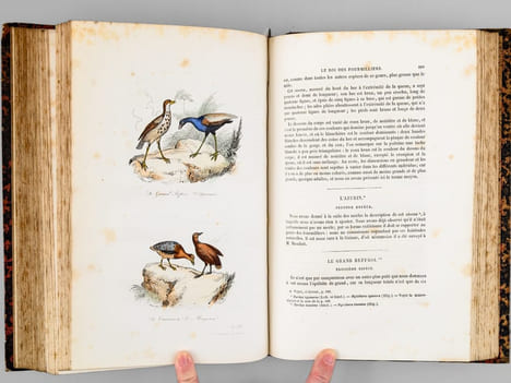 Oeuvres complètes de Buffon. Tome 6 : Les oiseaux. BUFFON ; FLOURENS ; [ ADAM, Victor ; etc. ] 