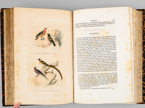 Oeuvres complètes de Buffon. Tome 6 : Les oiseaux. BUFFON ; FLOURENS ; [ ADAM, Victor ; etc. ] 