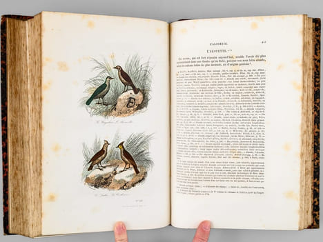 Oeuvres complètes de Buffon. Tome 6 : Les oiseaux. BUFFON ; FLOURENS ; [ ADAM, Victor ; etc. ] 