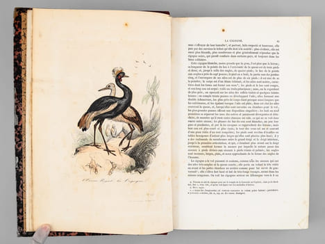 Oeuvres complètes de Buffon. Tome 8 : Les oiseaux. BUFFON ; FLOURENS ; [ ADAM, Victor ; etc. ] 