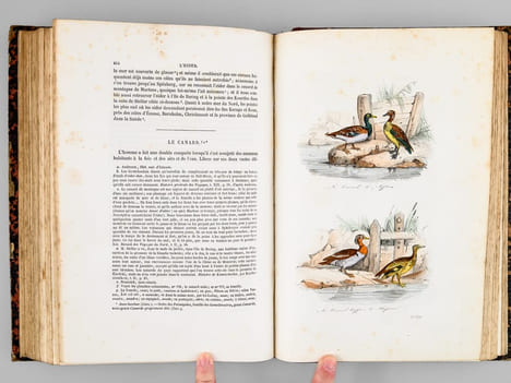 Oeuvres complètes de Buffon. Tome 8 : Les oiseaux. BUFFON ; FLOURENS ; [ ADAM, Victor ; etc. ] 