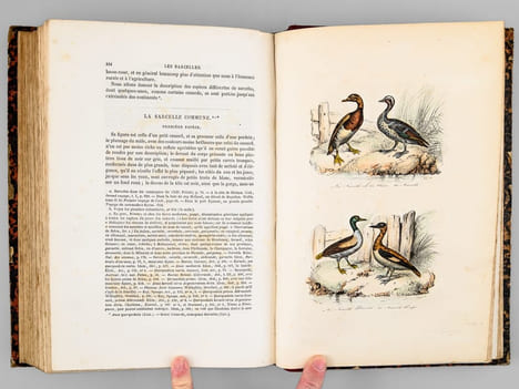 Oeuvres complètes de Buffon. Tome 8 : Les oiseaux. BUFFON ; FLOURENS ; [ ADAM, Victor ; etc. ] 
