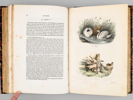 Oeuvres complètes de Buffon. Tome 8 : Les oiseaux. BUFFON ; FLOURENS ; [ ADAM, Victor ; etc. ] 
