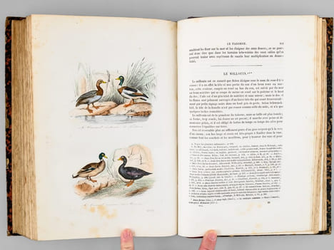 Oeuvres complètes de Buffon. Tome 8 : Les oiseaux. BUFFON ; FLOURENS ; [ ADAM, Victor ; etc. ] 