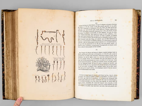 Oeuvres complètes de Buffon. Tome 1 : Théorie de la Terre - Histoire générale des Animaux. BUFFON ; FLOURENS ; [ ADAM, Victor ; etc. ] 