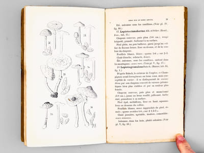 L'Amateur de Champignons ( Vol. V Octobre 1911 - Septembre 1912, 8 volumes, complet ). Journal consacré à la connaissance populaire des Champignons, paraissant 8 fois par an.