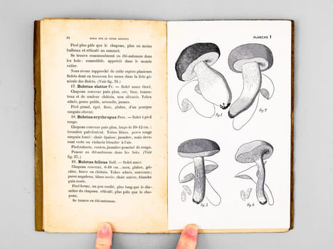 L'Amateur de Champignons ( Vol. VI Octobre 1912 - Septembre 1913, 8 volumes, complet ). Journal consacré à la connaissance populaire des Champignons, ...