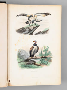 Album d'Oiseaux [ Album de planches en couleurs extraites de l'Histoire Naturelle de Buffon ]