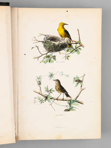Album d'Oiseaux [ Album de planches en couleurs extraites de l'Histoire Naturelle de Buffon ]