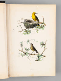 Album d'Oiseaux [ Album de planches en couleurs extraites de l'Histoire Naturelle de Buffon ]