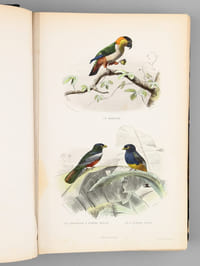 Album d'Oiseaux [ Album de planches en couleurs extraites de l'Histoire Naturelle de Buffon ]