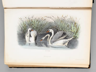Album d'Oiseaux [ Album de planches en couleurs extraites de l'Histoire Naturelle de Buffon ]