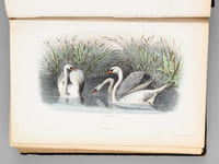 Album d'Oiseaux [ Album de planches en couleurs extraites de l'Histoire Naturelle de Buffon ]