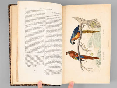 Oeuvres complètes de Buffon avec des extraits de Daubenton et la classification de Cuvier (6 Tomes - Complet) Tome I : Matières générales. Théorie de la Terre ; Tome II : Matières Générales. II Théorie de la terre. Minéraux ; Tome III : Mammifères ; Tome IV : Mammifères ; Tome V : Les Oiseaux ; Tome VI : Les Oiseaux