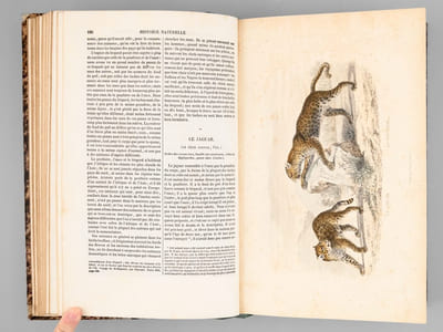 Oeuvres complètes de Buffon avec des extraits de Daubenton et la classification de Cuvier (6 Tomes - Complet) Tome I : Matières générales. Théorie de la Terre ; Tome II : Matières Générales. II Théorie de la terre. Minéraux ; Tome III : Mammifères ; Tome IV : Mammifères ; Tome V : Les Oiseaux ; Tome VI : Les Oiseaux