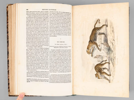 Oeuvres complètes de Buffon avec des extraits de Daubenton et la classification de Cuvier (6 Tomes - Complet) Tome I : Matières générales. Théorie de ...