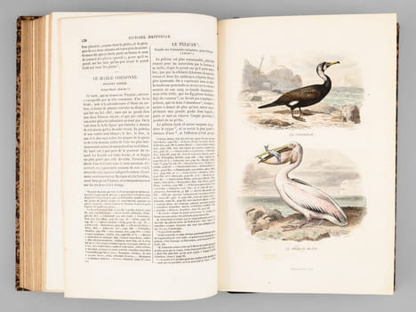 Oeuvres complètes de Buffon avec des extraits de Daubenton et la classification de Cuvier (6 Tomes - Complet) Tome I : Matières générales. Théorie de ...
