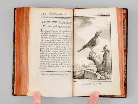 Histoire naturelle des Oiseaux (18 Tomes - Complet). BUFFON, Georges Louis Leclerc Comte de