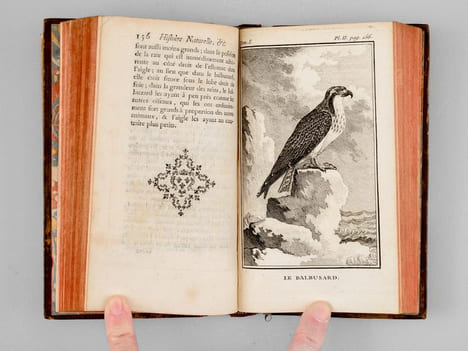 Histoire naturelle des Oiseaux (18 Tomes - Complet). BUFFON, Georges Louis Leclerc Comte de