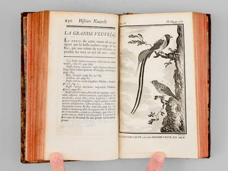 Histoire naturelle des Oiseaux (18 Tomes - Complet). BUFFON, Georges Louis Leclerc Comte de