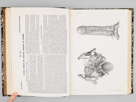 Atlas d'anatomie descriptive du corps humain. Quatrième partie. Appareil génito-urinaire, organes de la respiration.. BONAMY, Constantin ; BROCA, Paul ...