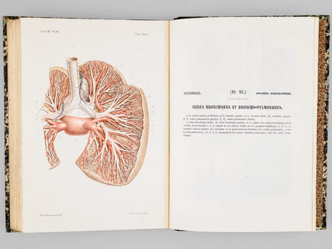Atlas d'anatomie descriptive du corps humain. Quatrième partie. Appareil génito-urinaire, organes de la respiration.. BONAMY, Constantin ; BROCA, Paul ...